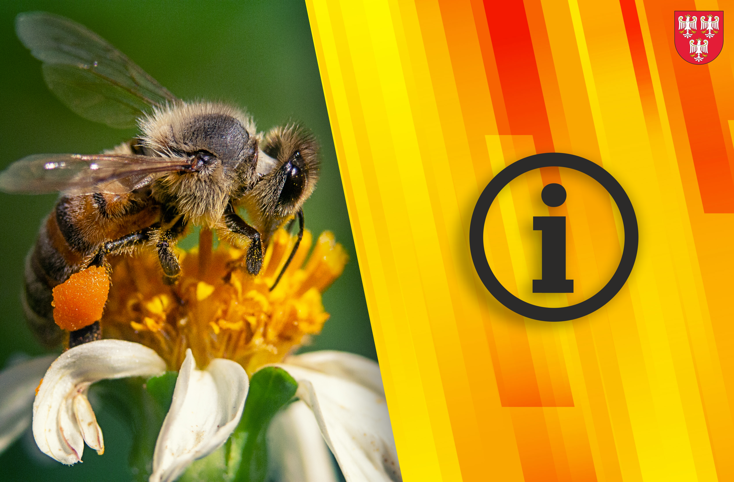 Grafika informacyjna ze zdjęciem pszczoły na kwiatku